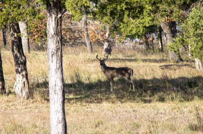 Whitetail Deer Mckinney Rough 2019
